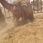 قعدان قسم
