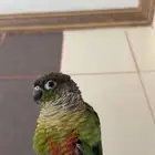 كنيور مفقود بالطائف