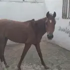 مجموعة خيول للبيع
