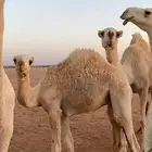 حاشي للبيع