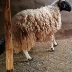 فحل هجين نعيمي   حري