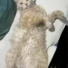 قط مفقود ضايع شيرازي لونه ذهبي حي النخيل الرياض