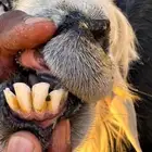 نجد العدد 7 دفيع