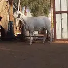 مشروع فحل ساكني ابيض