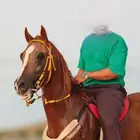 حصان شعبي فاخر حار