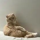 سكوتش فولد