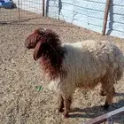 للبيع نعيميه جذعه