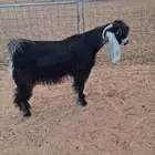 تيس عارضي عطر