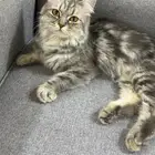 قط شيرازي أنثى