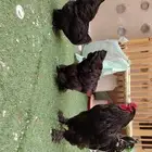 براهما طقم دجاجتين وديك