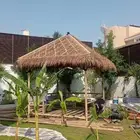 خيزران اندونيسي مظلات