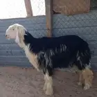 خروف نجدي