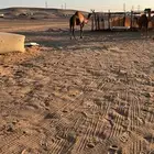 بكره