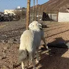 خرفان ضحايا حري فاخر جبر جذعان