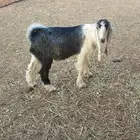 تيس طيب في الجله عمره حول الثلاث شهور