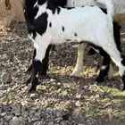 تيوس صغار باقي ترضع السعر من 600 الى 700