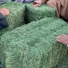 برسيم أعلاف بسيطا
