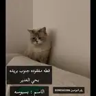 قطة مفقودة ببريدة حي الغدير   الروابي   الضاحي