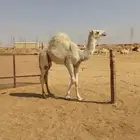 حشو قعود وبكره
