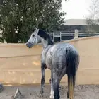 حصان شعبي