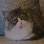 قطة عمرها 6 شهور