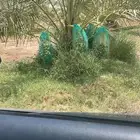 ثمر نخيل للبيع قريب 800 نخله في البربك