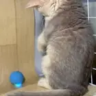 قطة سكوتش للبيع