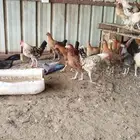 ديوك دجاج للبيع