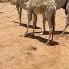 عشراء كفو ومنتج حدرها بكره باتليه فرديه