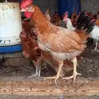 ديكة للبيع