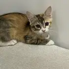 قطة تبني انثى