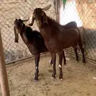 فحل معزا صنف مشروط