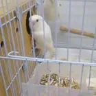 جوز روز البينو تم البيع