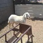 طلي