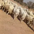 غنم حرش طيببه 96