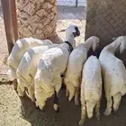 خرفان بلديات كفو مشروطه