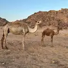 ناقه مهجنه تحتها بكره بنت مهند التيمي ابوها منتج انتاج قوي