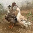 بط للبيع