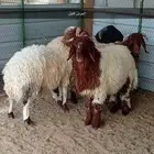 طليان للبيع