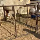 البيع وضحا كفو