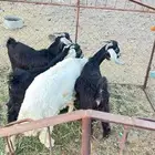تيوس للبيع وطلي