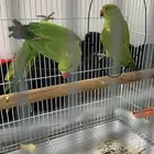 جوز درة مفقودين في الحمراء