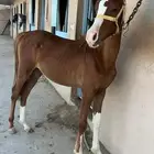 مهر عربي شعبي عمر سنه وشهرين تقريبا