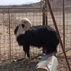 خروف نجدي