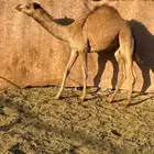 بكره بنت ولد اعور القرشي منتج سبق