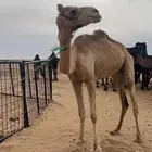 ركبي رباع