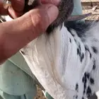 تيس فحل جنوبي