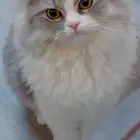 قط ضائع منذ شهور مالقيته الي شافه او عنده يتواصل معي بالخاص