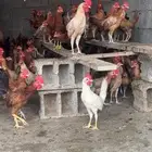 ديوك بلدي