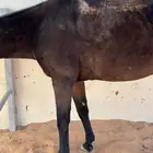 فرس انجليزي ركوب معسوفة